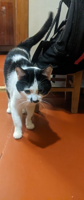Отдам подрощенного кота в хорошие руки бесплатно!