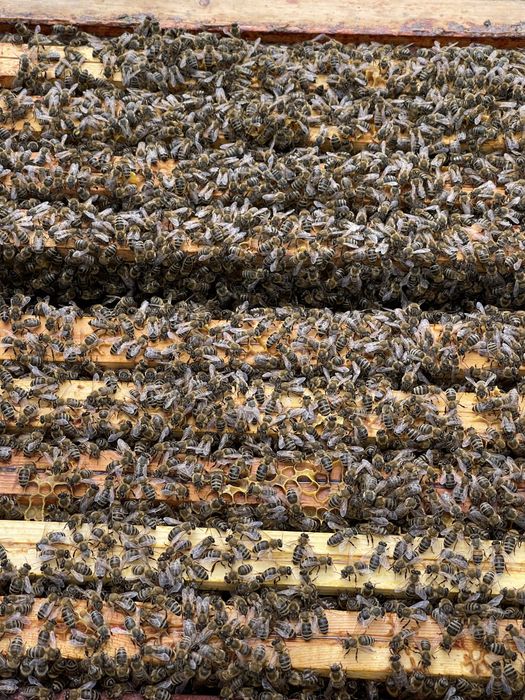 Rodziny pszczele ramka wielkopolska