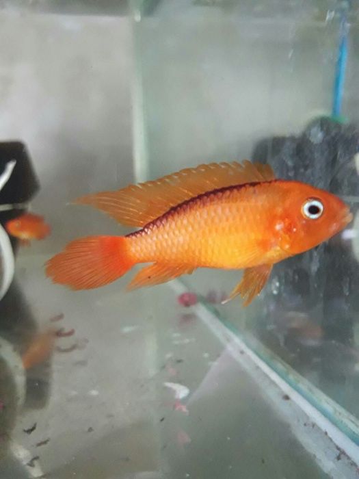 Виготовлення та обслуговування акваріумів