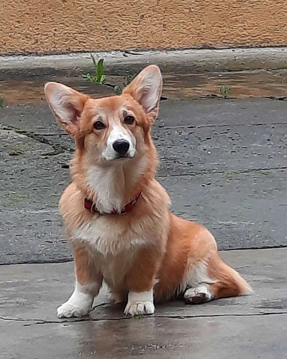 Подрощенная сука вельш корги пемброк.