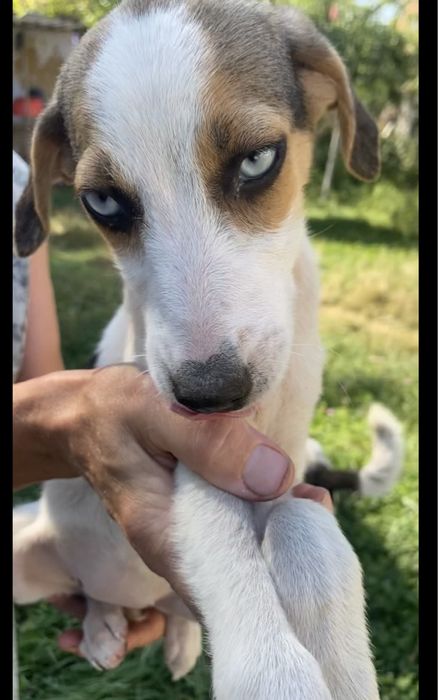 Прилаштовкється у добрі ручки !