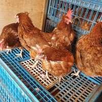 Продаємо кури Ломан Браун