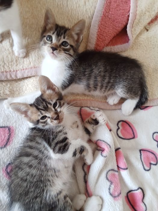 Gatinhos bebés para adoção responsável  e carinho