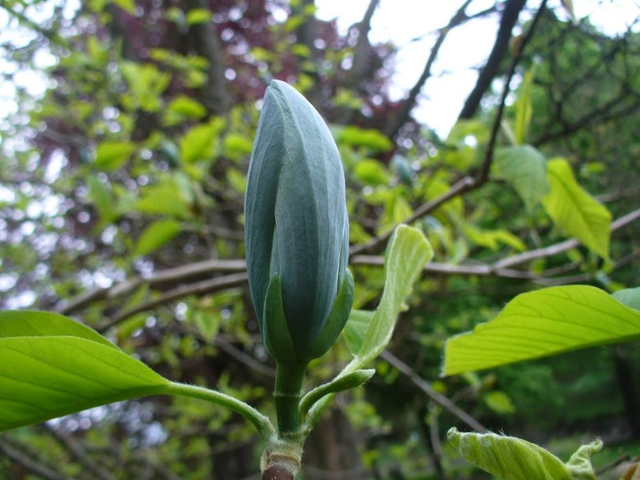 Магнолія загострена / Magnolia acuminata 'Blue Opal' (насіння, 2024)