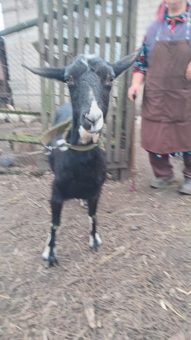 Продам козу,  породиста