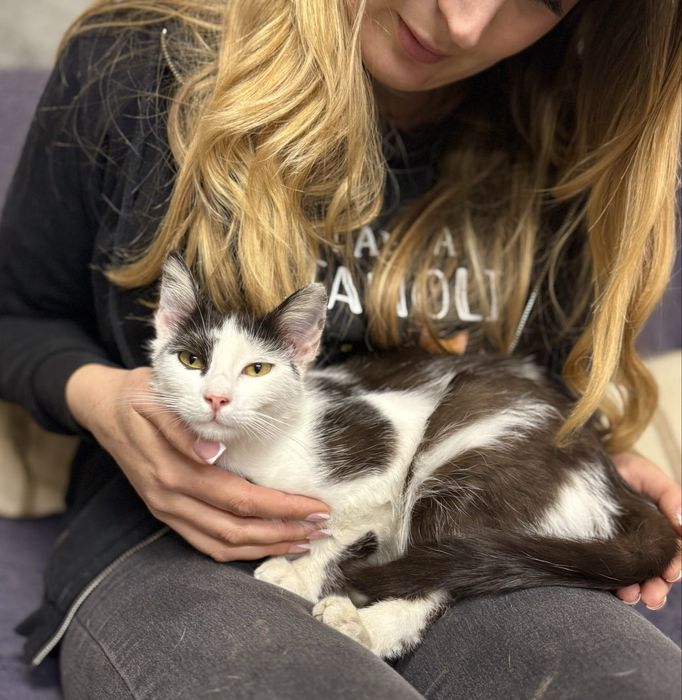 Młoda kotka Kiki rok