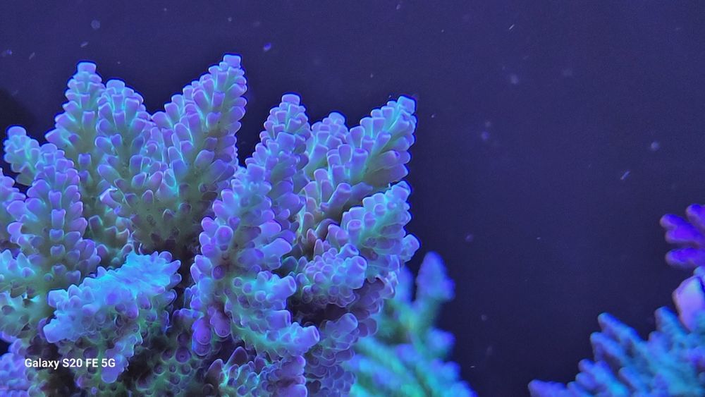 Szczepki acropora,sps Mysłowice-Woj.śląskie