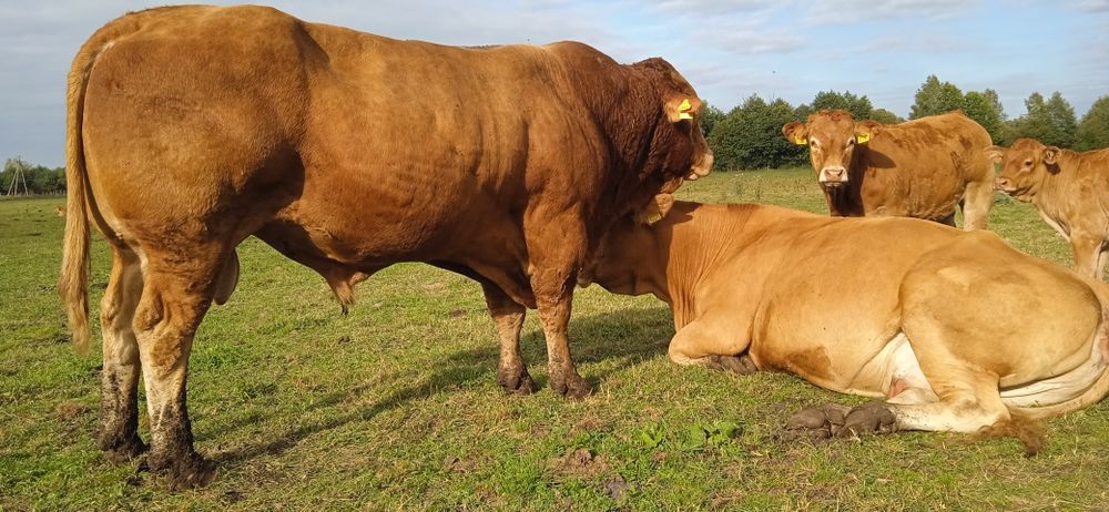 Buhaj,byk, rozplodnik Limousine