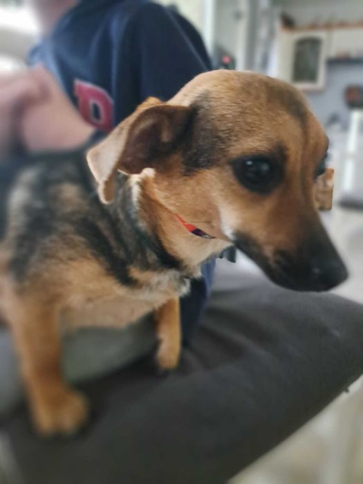 LEJDI młodziutka filigranowa sunia 5 kg do adopcji