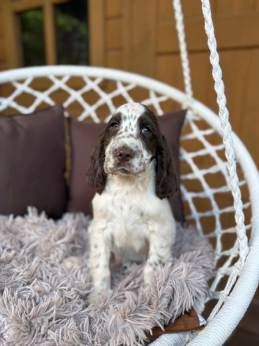 Cocker spaniel angielski Piesek Piesek