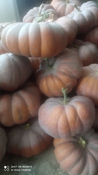 Продам гарбузи кашові