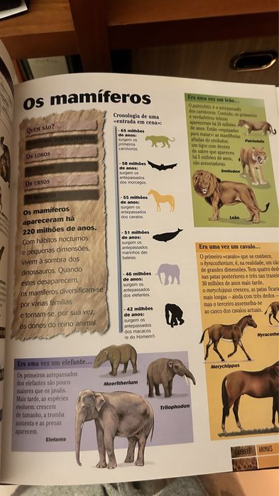 Dokeo Animais 9/12 anos