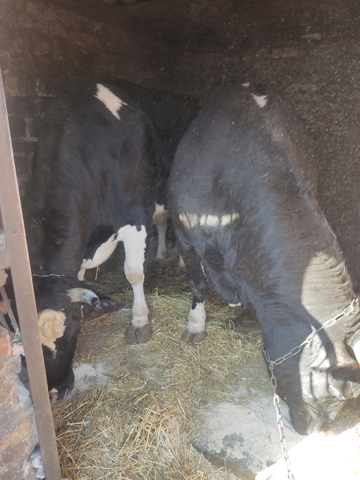 Продам телиць Полтавська область.