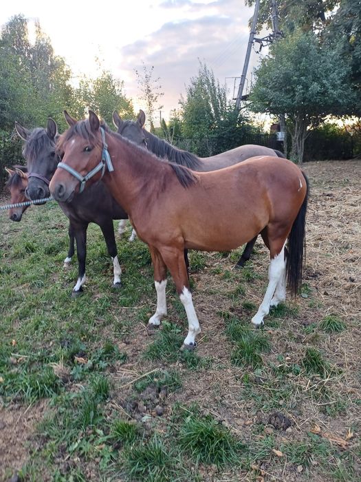 Wałach huculski 2,5 roku