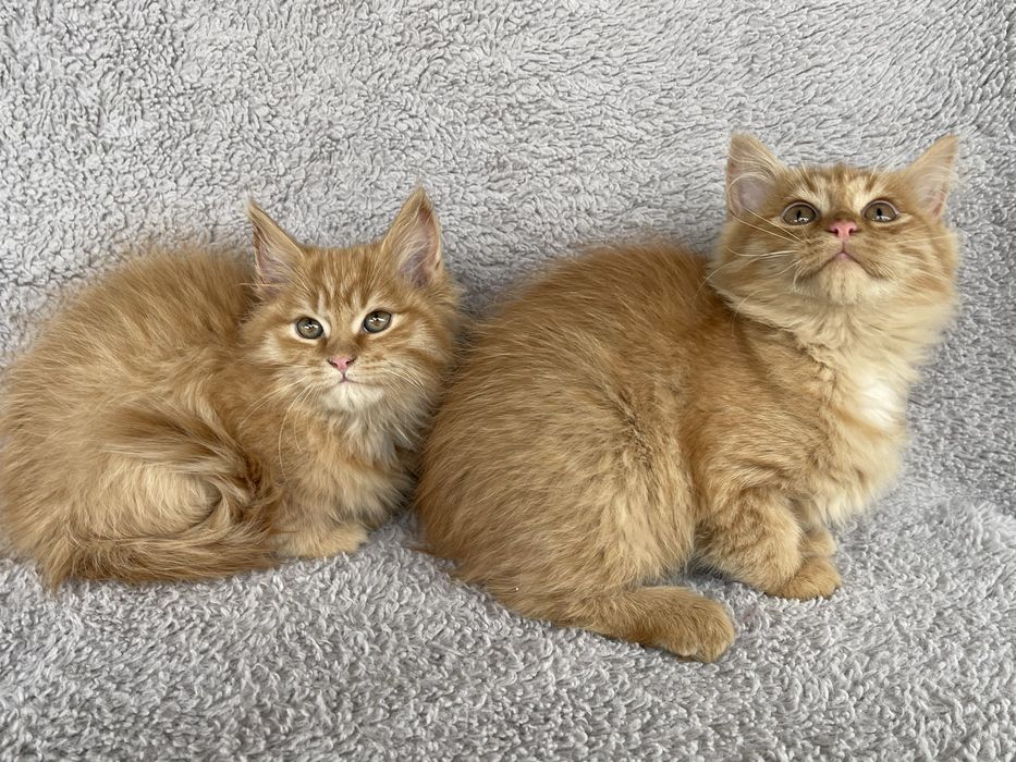 Мейнкунчики дівчатка