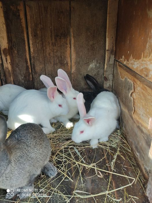 Продам кролики є різні
