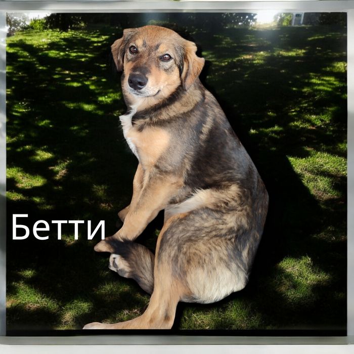 Красивые Щенки бесплатно