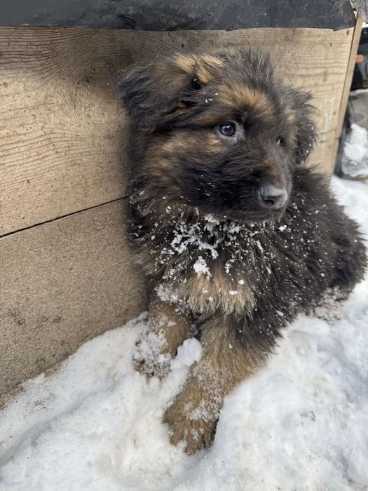 Щенки німецької вівчарки