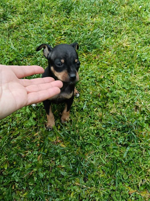 Pinscher macho lindo