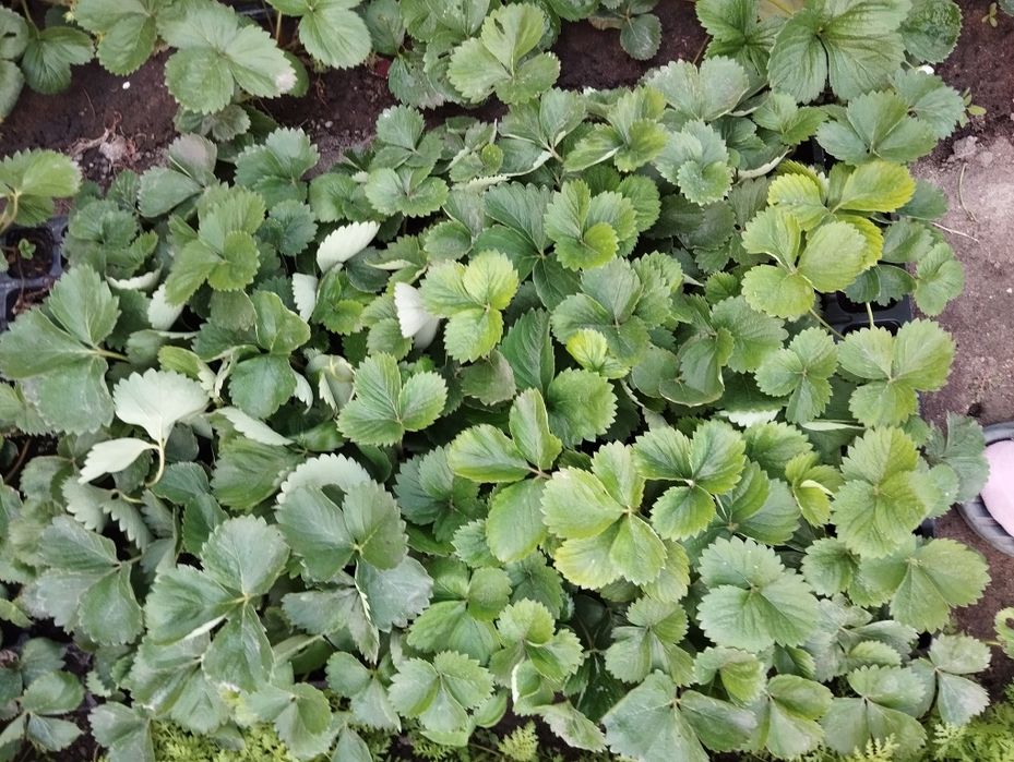 Полуниця Сандра в касетах