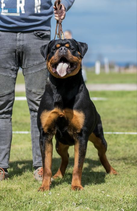 Rottweiler - piękny szczeniak - suka (samica)