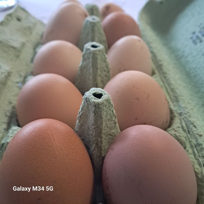 Jaja z wolnego wybiegu