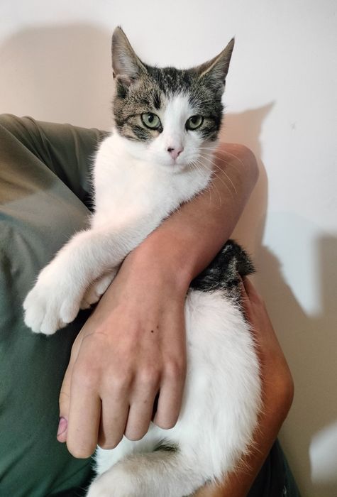 Kotki szukają domów