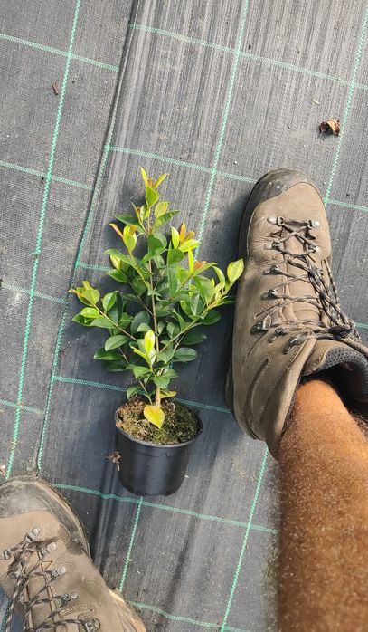 Eugenia Newport 50CM - 80/100CM - 100/150cm - 200/250CM - 300/400CM