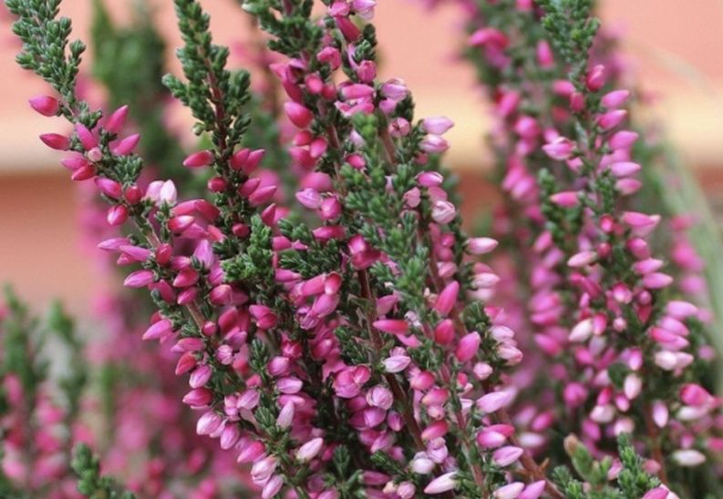 Верес садовий багаторічний