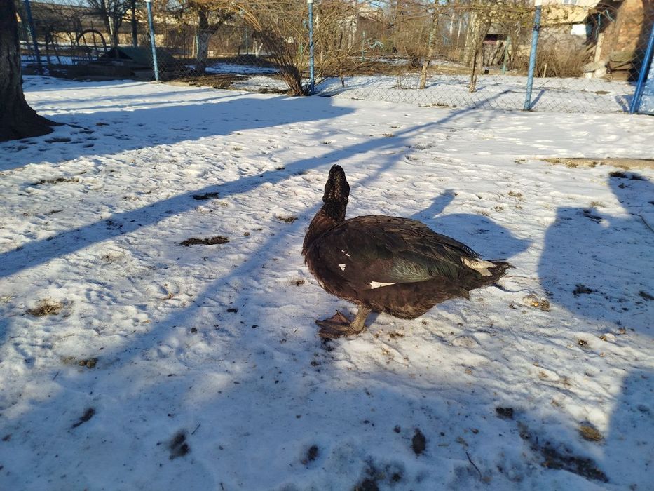 Чиста порода! Качка мускусна, індокачка, качур, розведення, на м'ясо