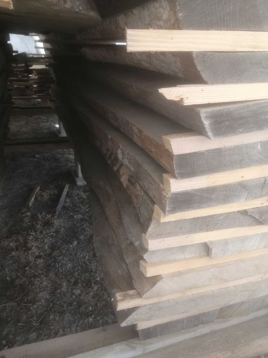 Jesion brusy, na, sztuki