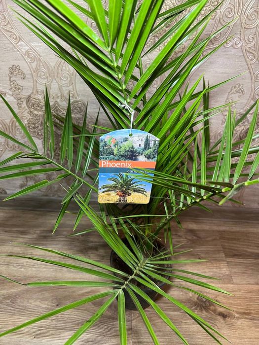 Фінік канарський (Phoenix canariensis)  h 65 см
