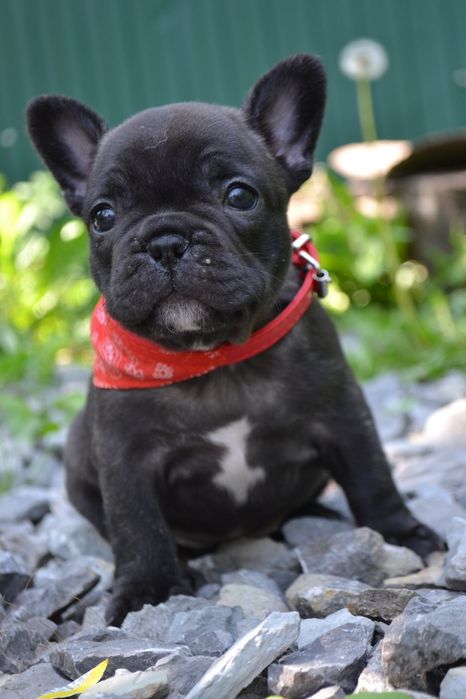 Дівчинка  красуня,компактна