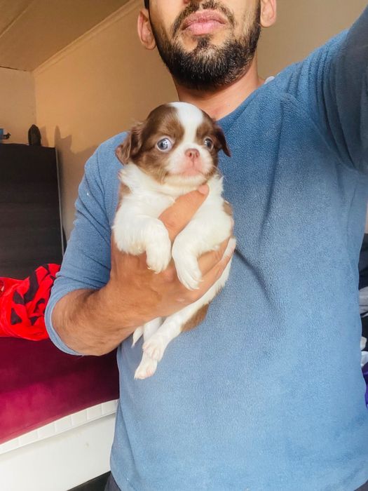 Chihuahua menino pelo logo