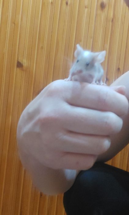 Myszki młode kolorowe