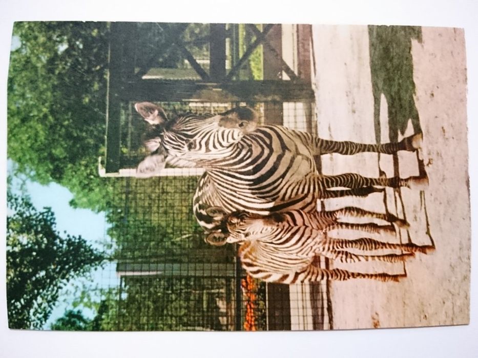 (Equus Burchelli) Zebra