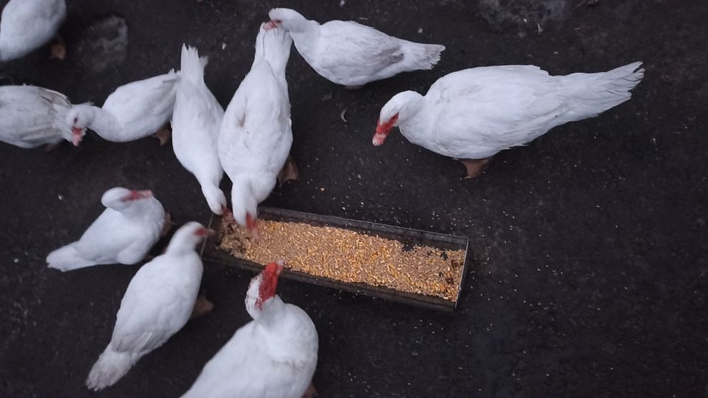 Індо качки ( мускусні)