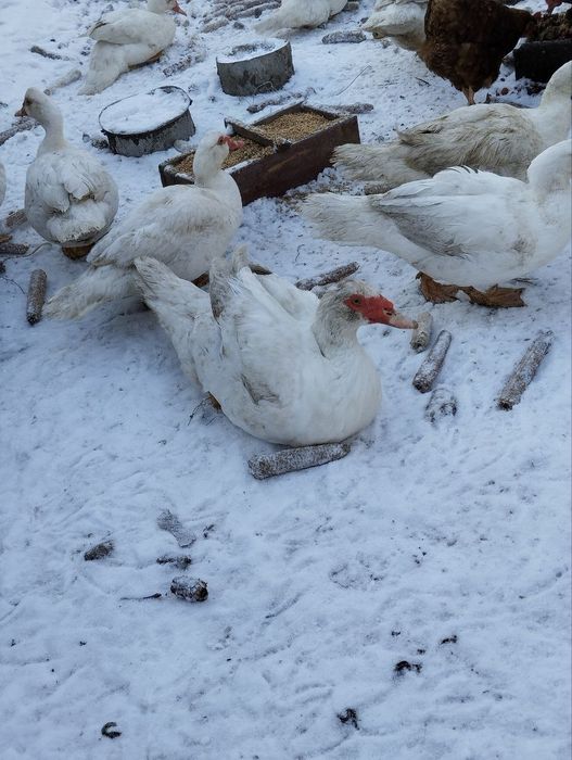 мускусні качки білі