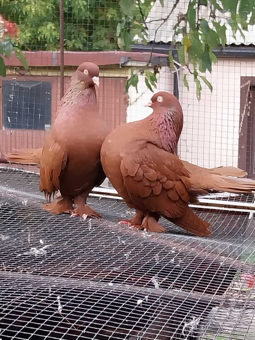 Regensburski Lotny  wiedenski para 2025r