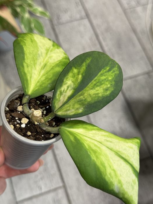 Хойя Hoya Kerrii spot center, hoya