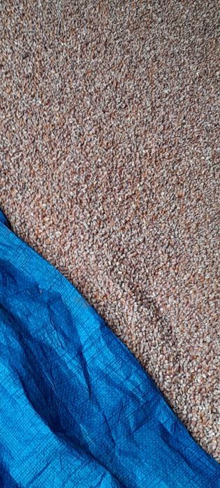 Kukurydza sucha 2025r