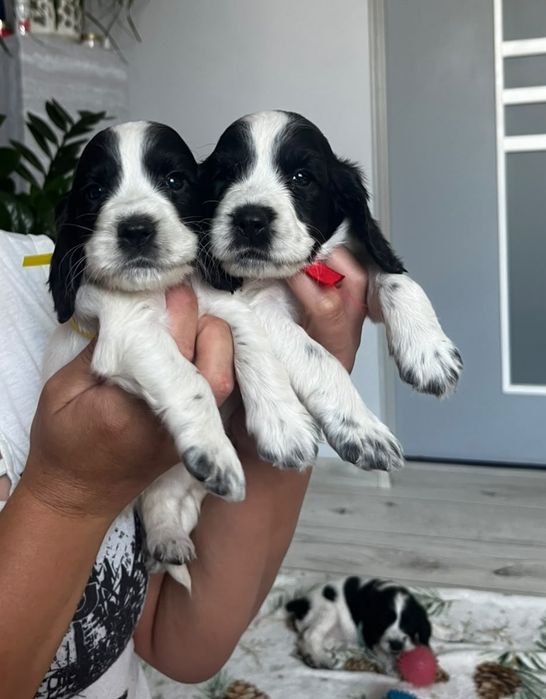 Cocker Spaniel Angielski