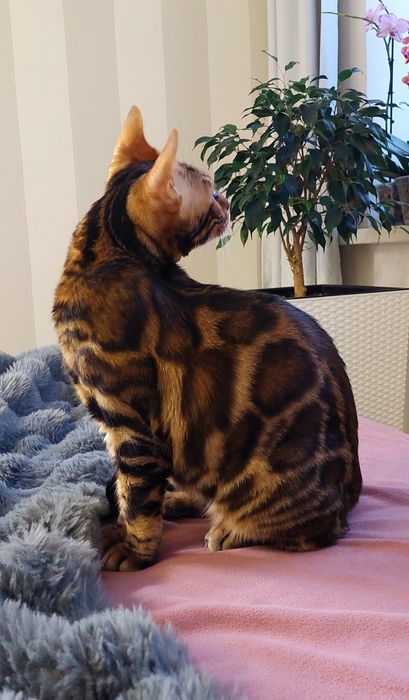 Бенгальські кошенята