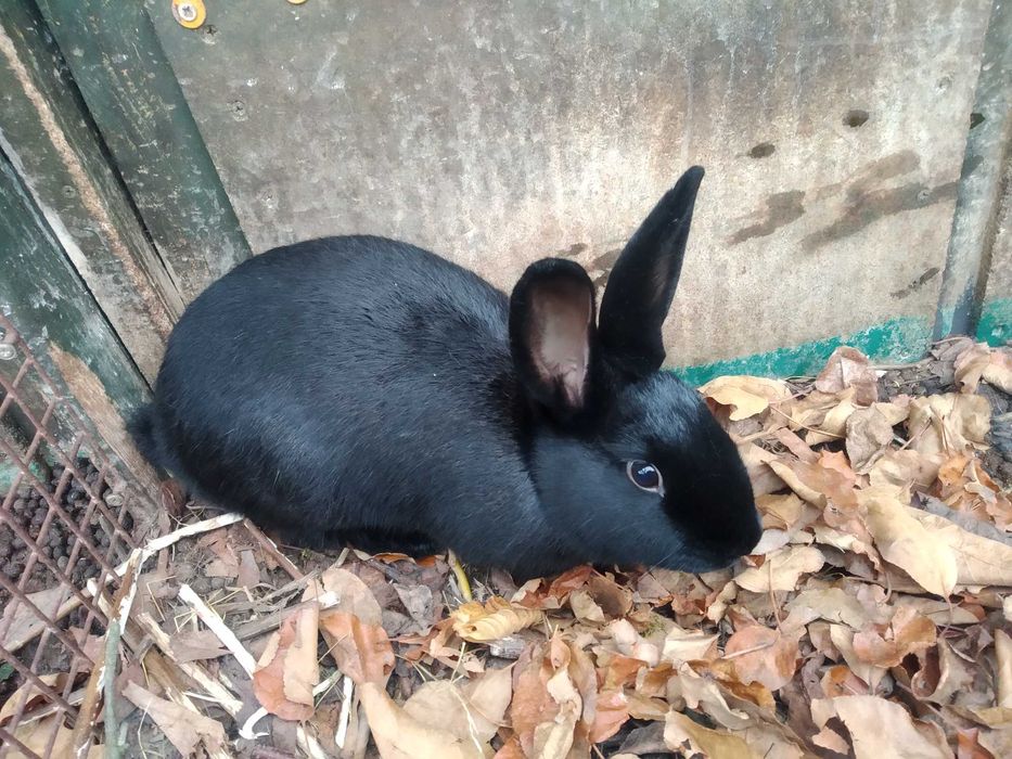 młode samice/ (9 m-cy)