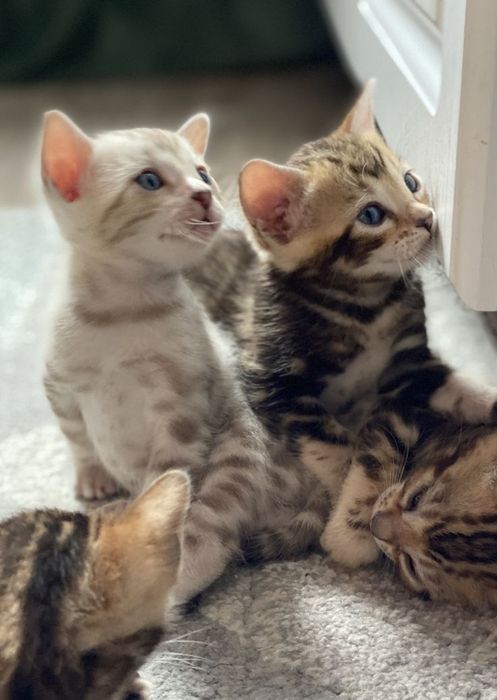 Бенгальский кот кошка