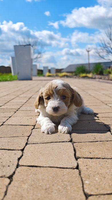 **Cavapoo**cudowny piesek !