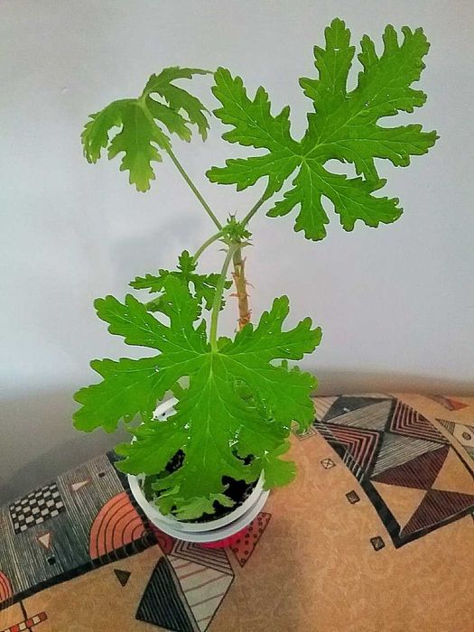 Герань (пеларгония) душистая с запахом лимона красивый,пышный росток .