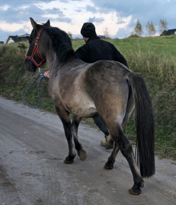 Konik polski ogier z licencją