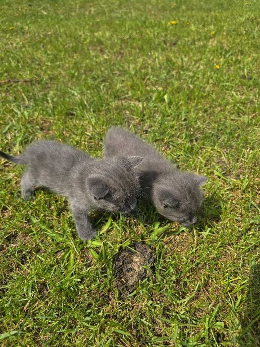 Кошенята (котики та кішки)