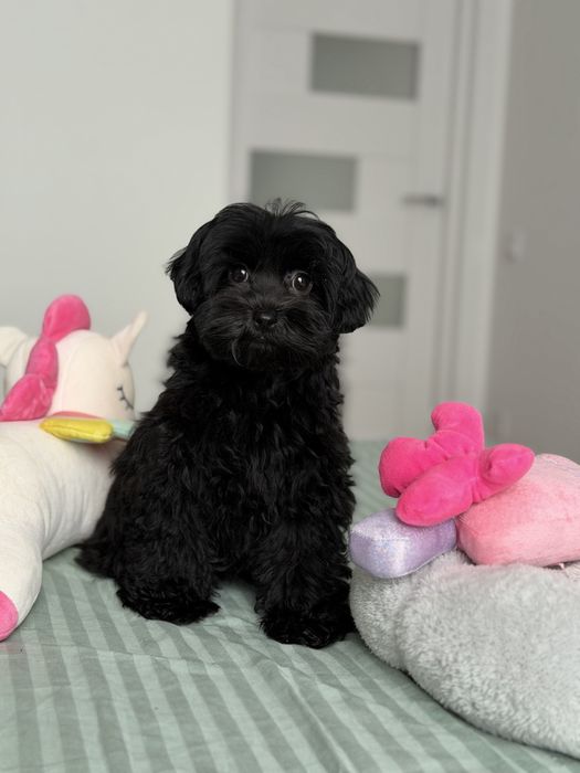 Мальтипу мини мальчик в черном красивом окрасе